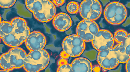Prebióticos: o que são e porque são importantes para a microbiota intestinal