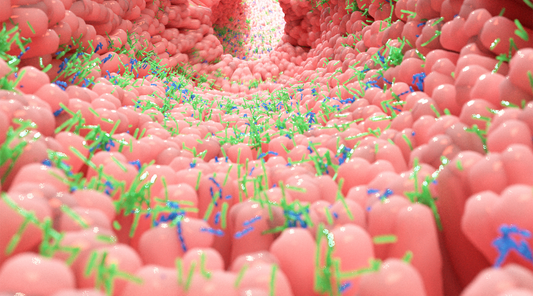 Guia completo da microbiota intestinal: o que é, como funciona e como afeta a saúde digestiva