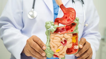 Saúde digestiva: guia completo para melhorar a digestão