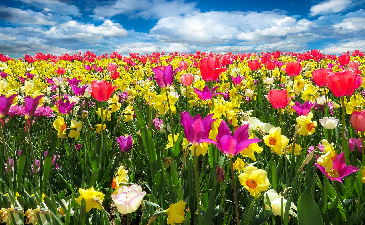 Suplementos primavera detox energia e bem estar